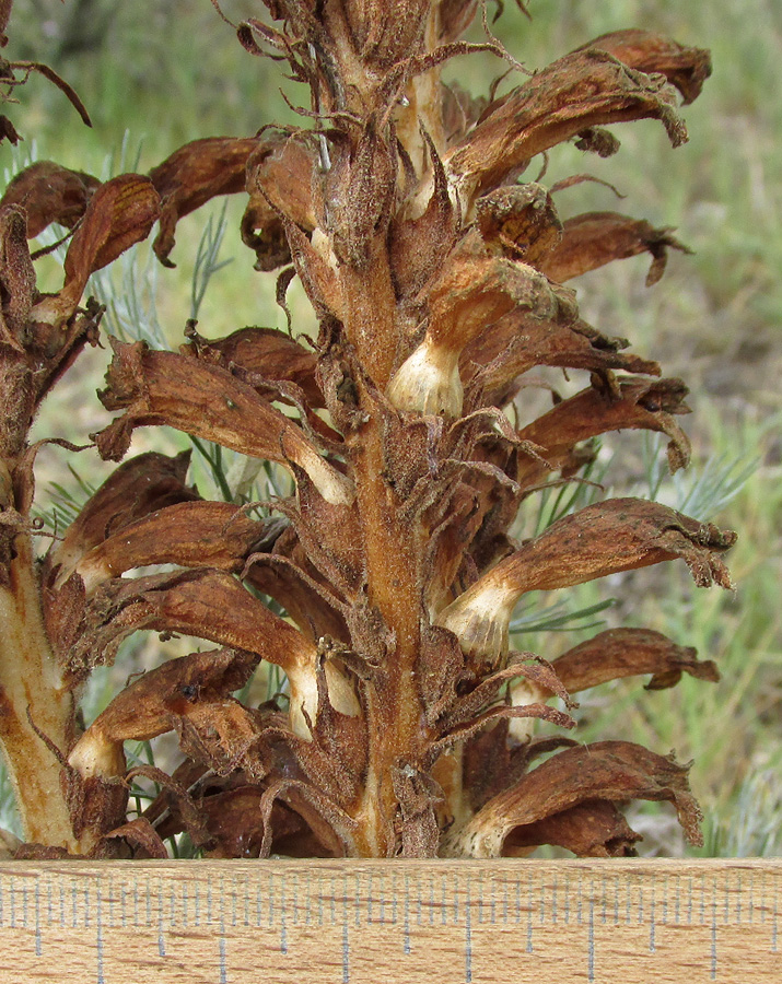 Image of Phelipanche arenaria specimen.