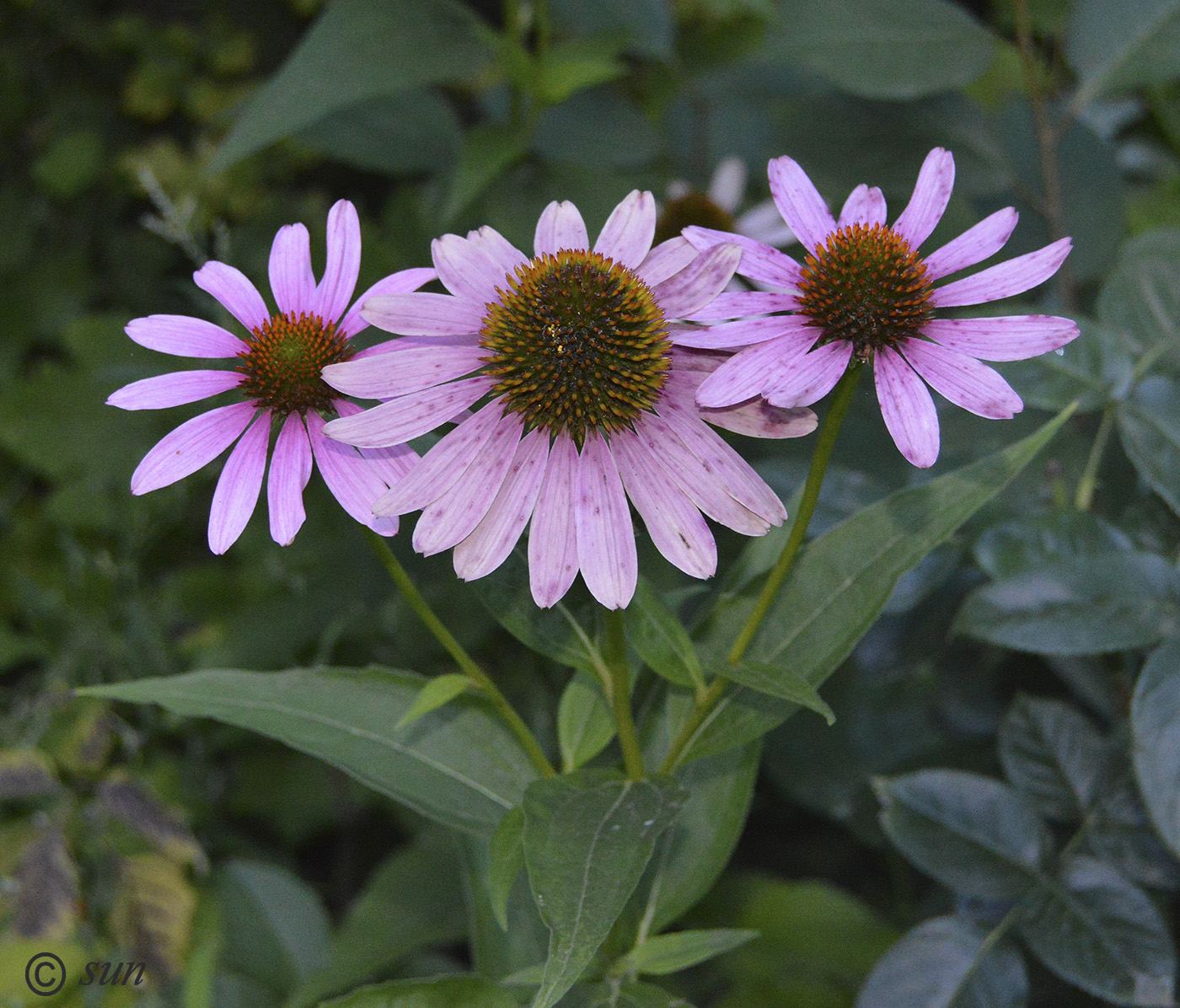 Изображение особи Echinacea purpurea.