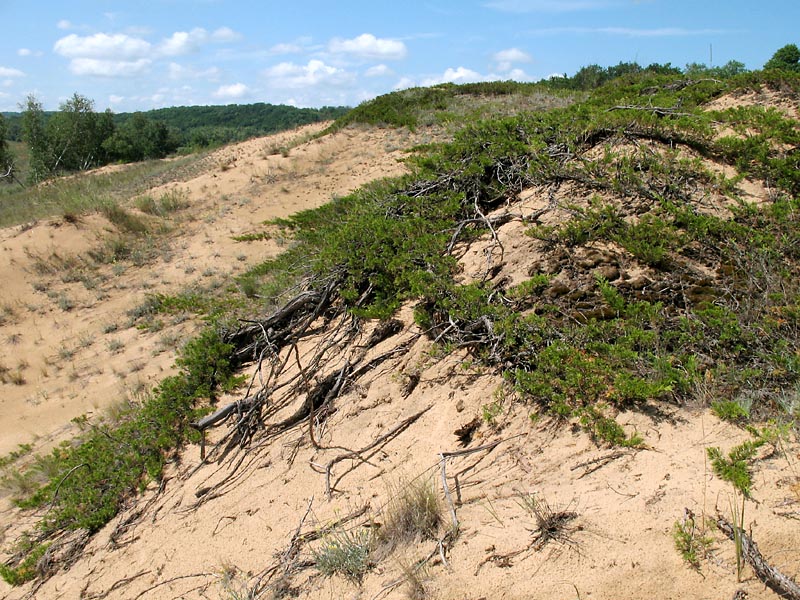 Image of Juniperus sabina specimen.