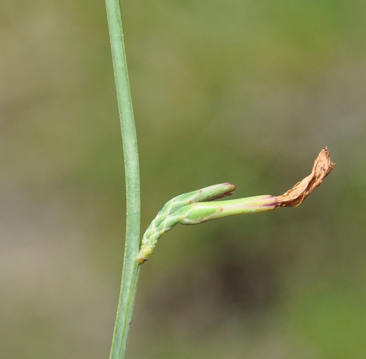 Image of Astartoseris triquetra specimen.