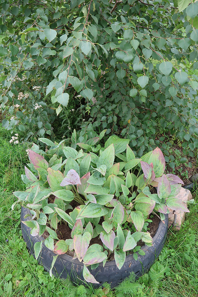 Image of Mertensia sibirica specimen.