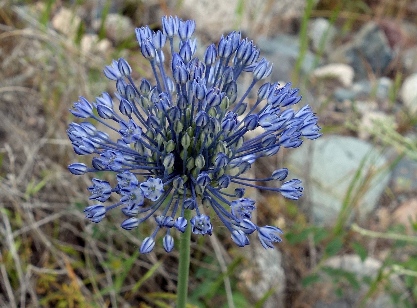 Image of Allium caesium specimen.