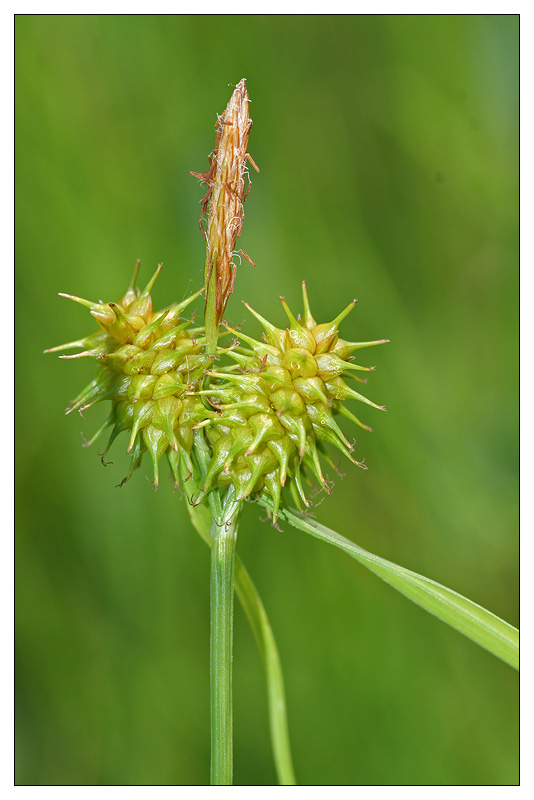 Изображение особи Carex flava.