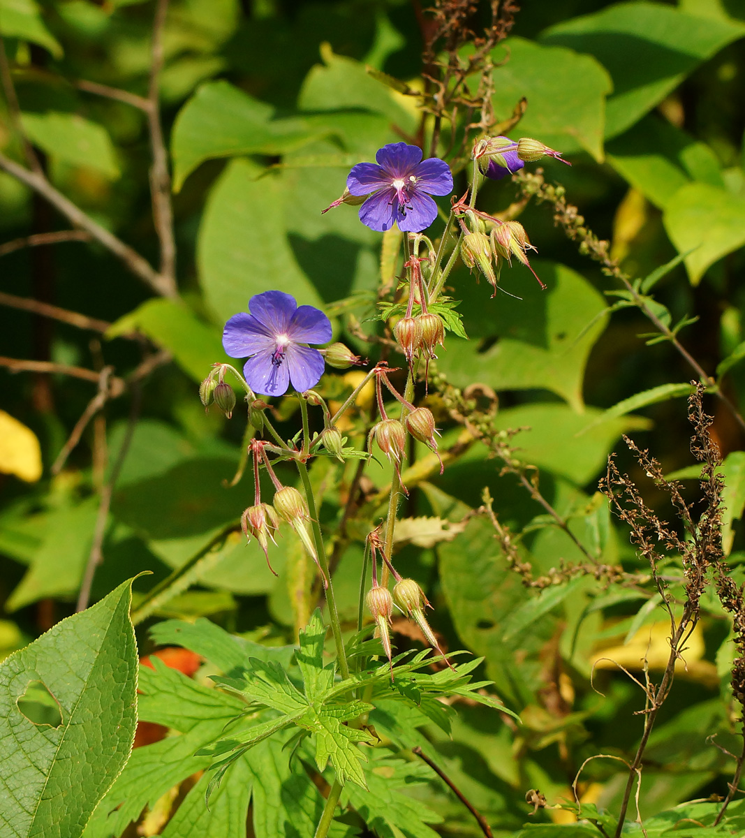 Image of Geranium pratense specimen.