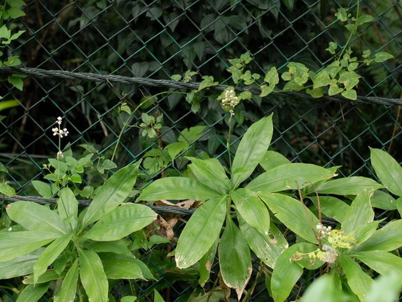 Изображение особи Murdannia japonica.