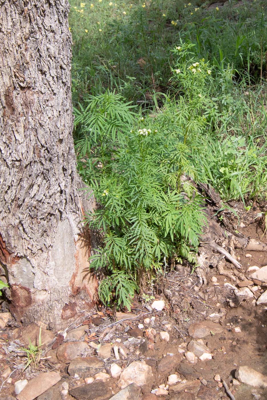 Image of Tagetes minuta specimen.