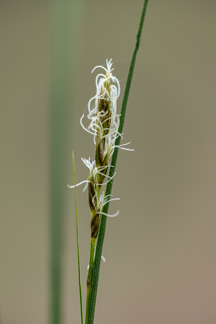 Изображение особи Carex praecox.