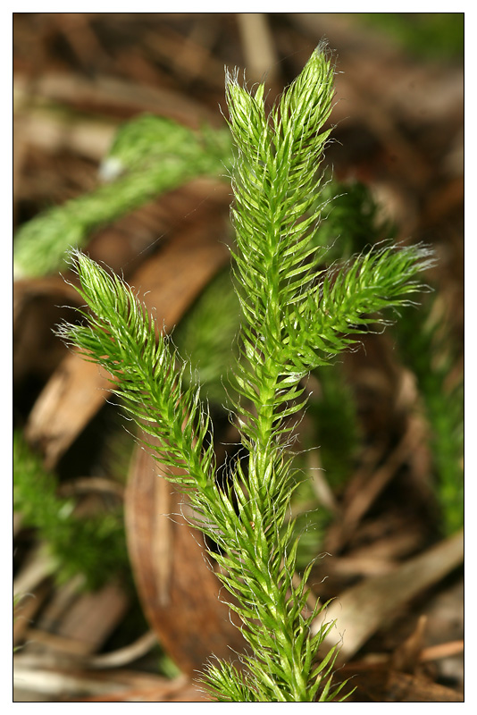 Image of Lycopodium clavatum specimen.