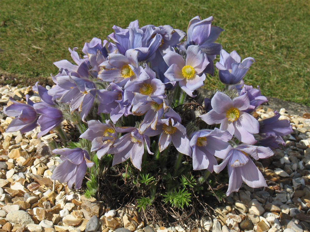 Изображение особи Pulsatilla grandis.