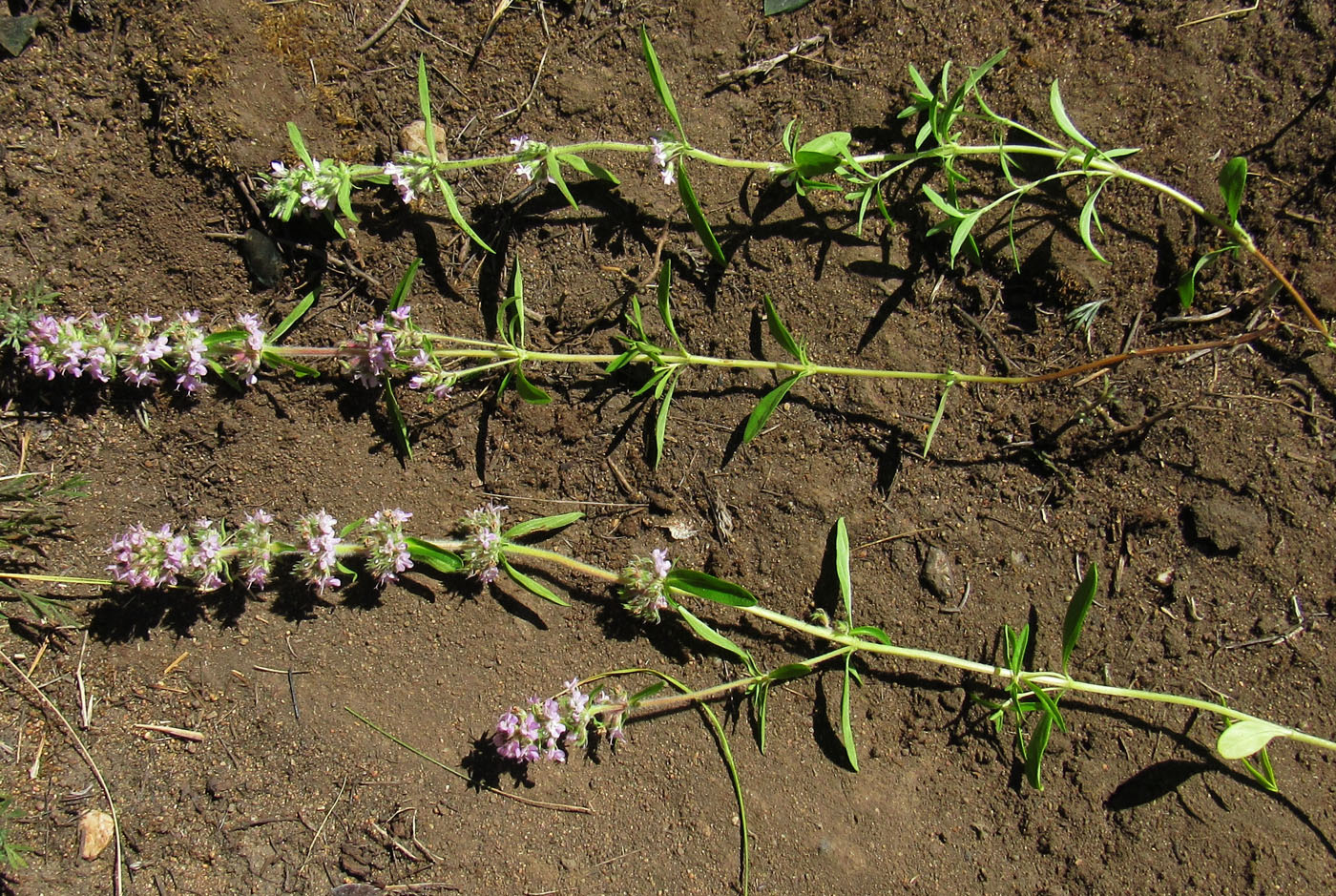 Image of Thymus marschallianus specimen.