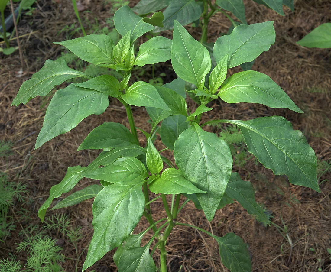 Image of Capsicum annuum specimen.