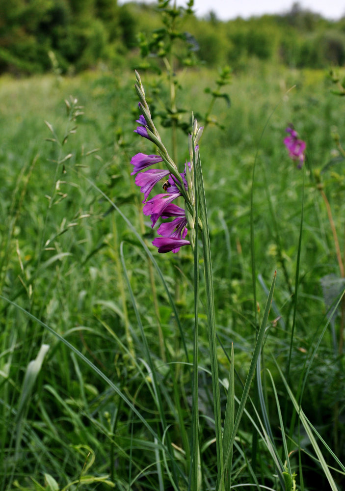 Image of Gladiolus imbricatus specimen.