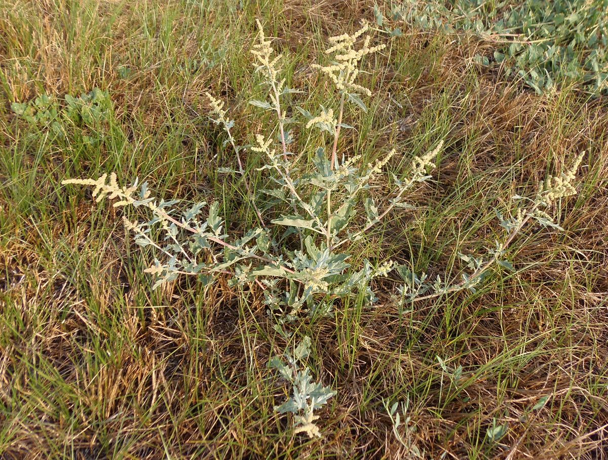 Image of Atriplex tatarica specimen.