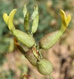 Astragalus xanthomeloides. Соцветие. Узбекистан, Ташкентская обл., южный склон Чаткальского хребта, бассейн р. Ахангаран, глинистый склон дороги выше г. Янгиабад. 12.05.2019.