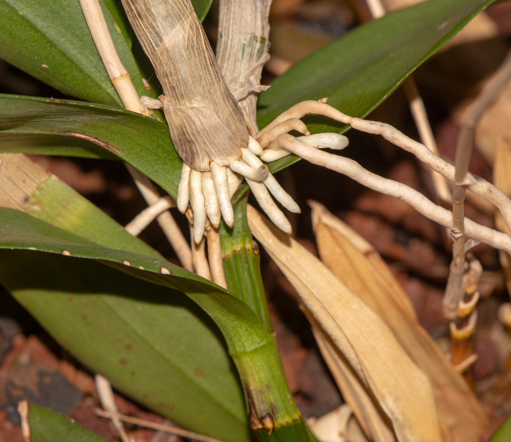 Image of genus Epidendrum specimen.