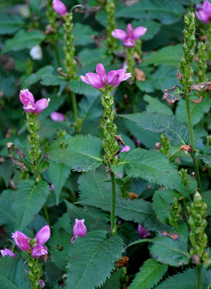 Изображение особи Chelone obliqua.