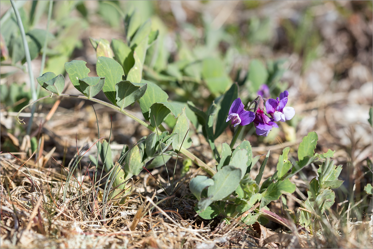 Image of Lathyrus japonicus ssp. pubescens specimen.