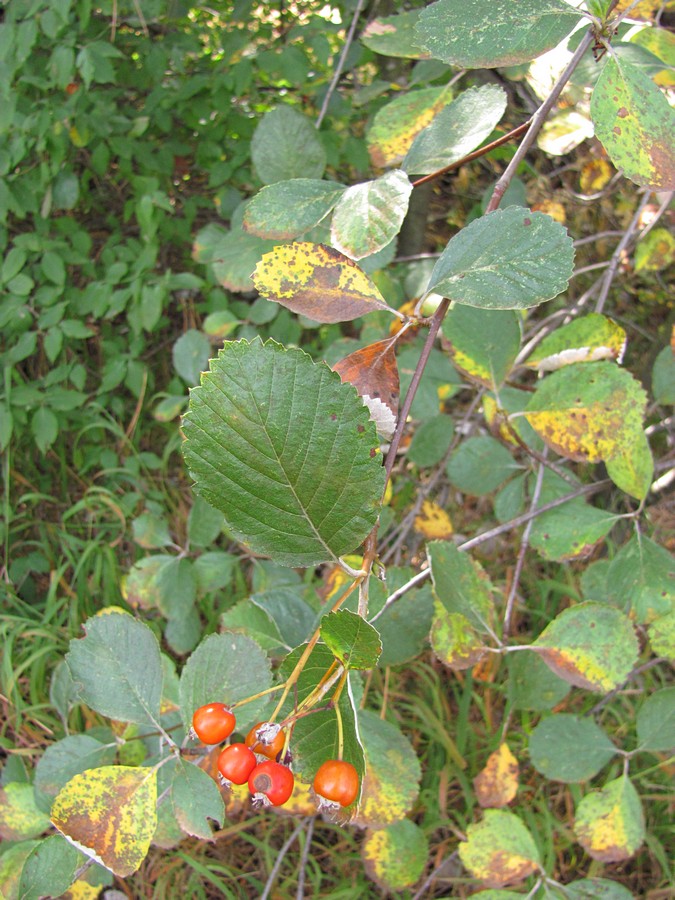 Image of Sorbus taurica specimen.