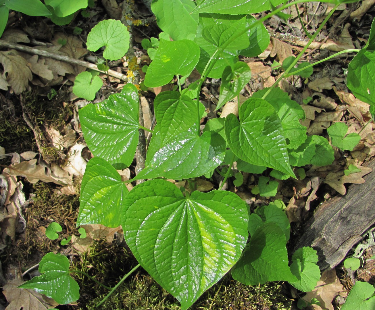 Image of Tamus communis specimen.