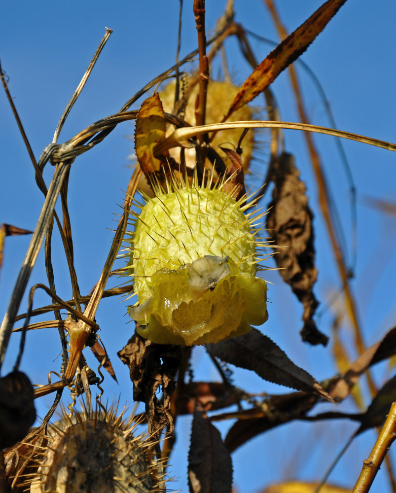 Изображение особи Echinocystis lobata.