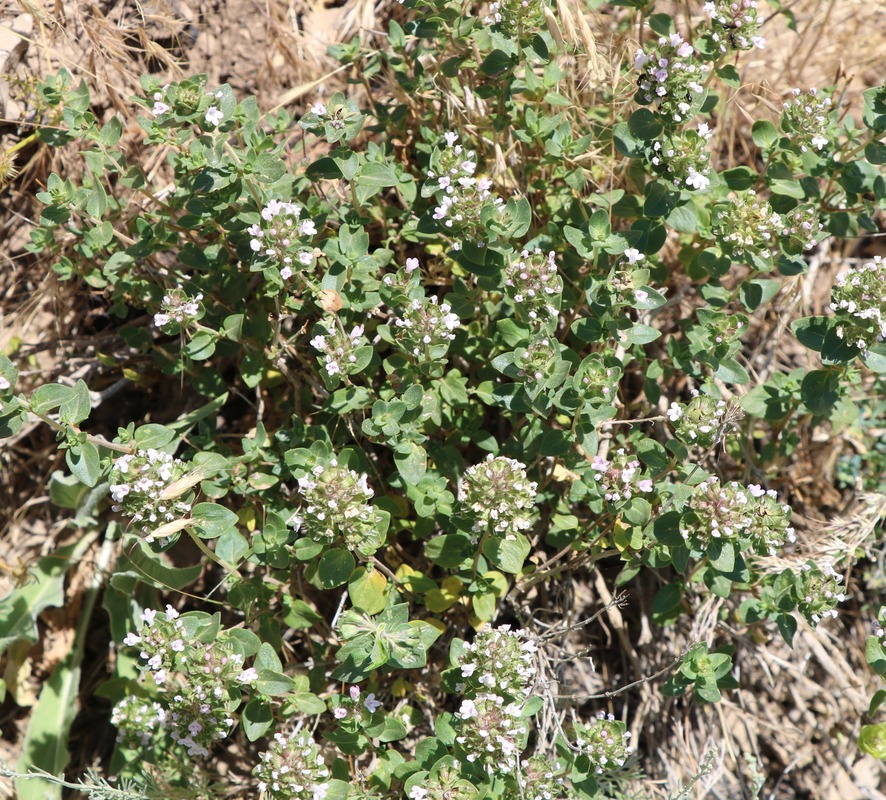 Image of Thymus transcaucasicus specimen.