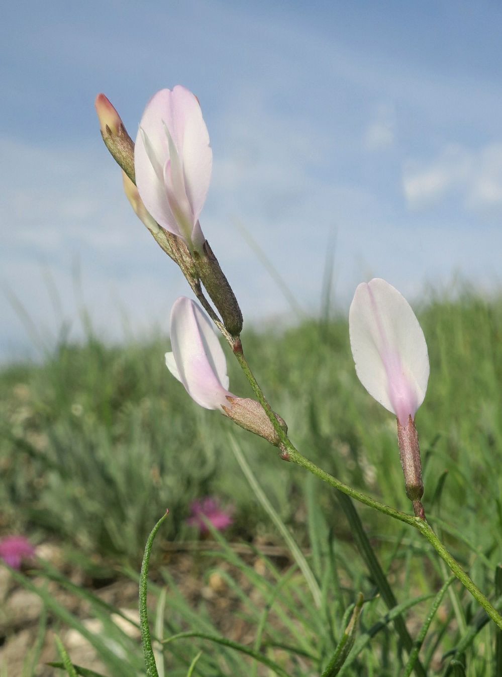 Изображение особи Astragalus ucrainicus.