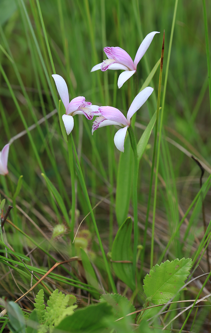 Изображение особи Pogonia japonica.