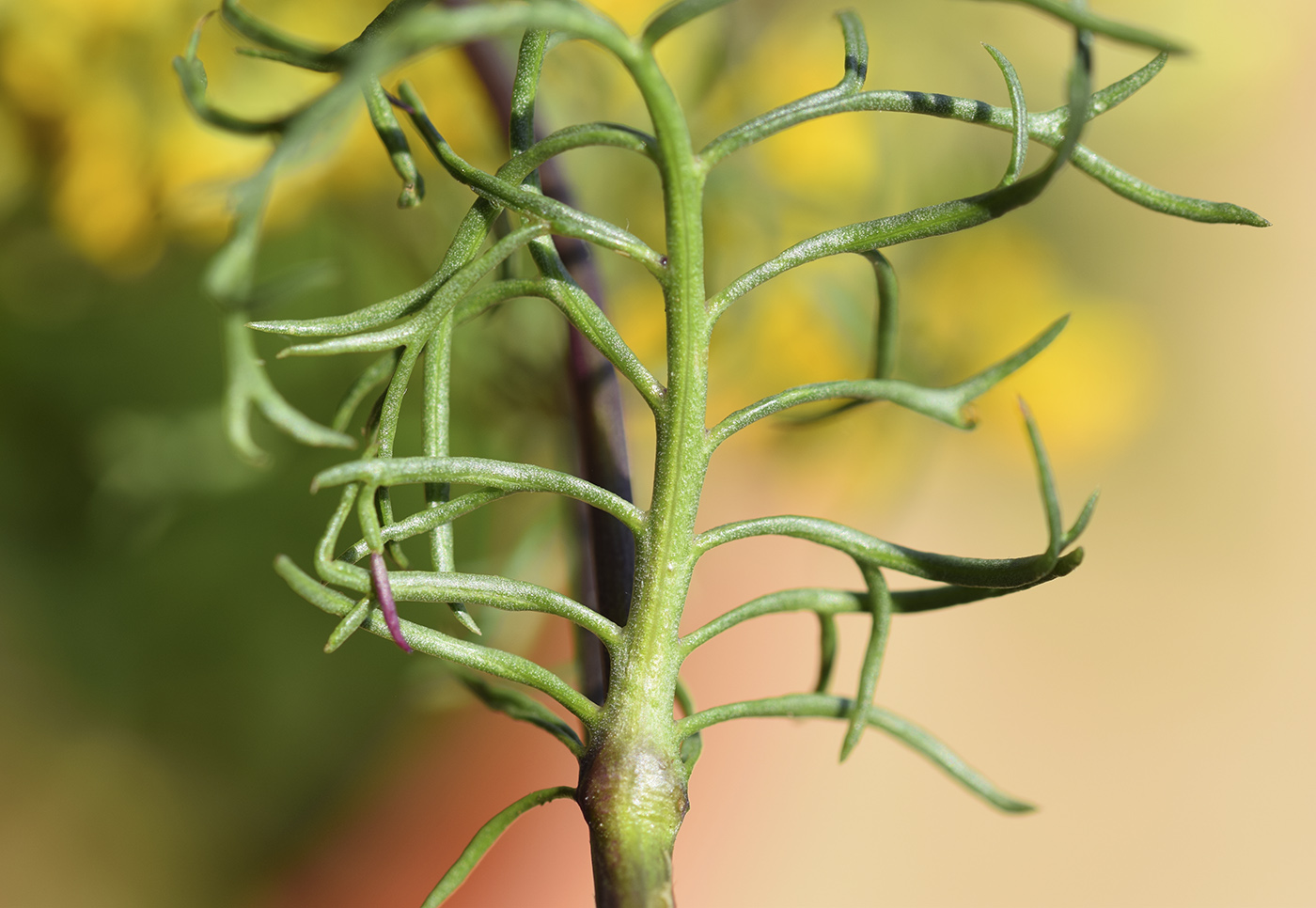 Image of Senecio adonidifolius specimen.