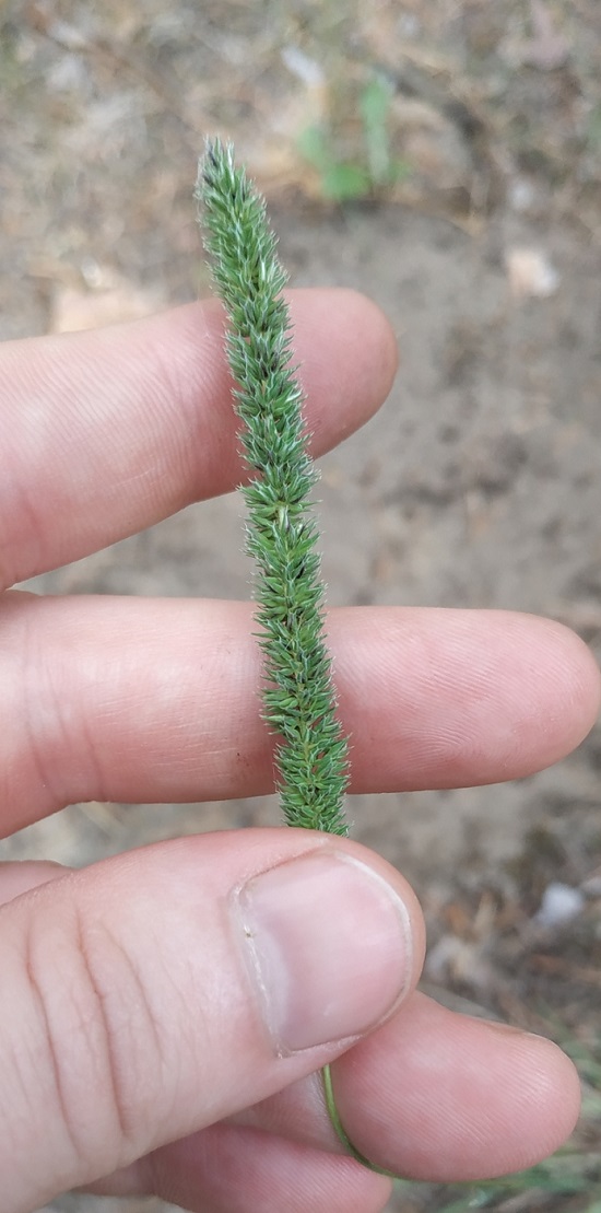 Image of Phleum phleoides specimen.