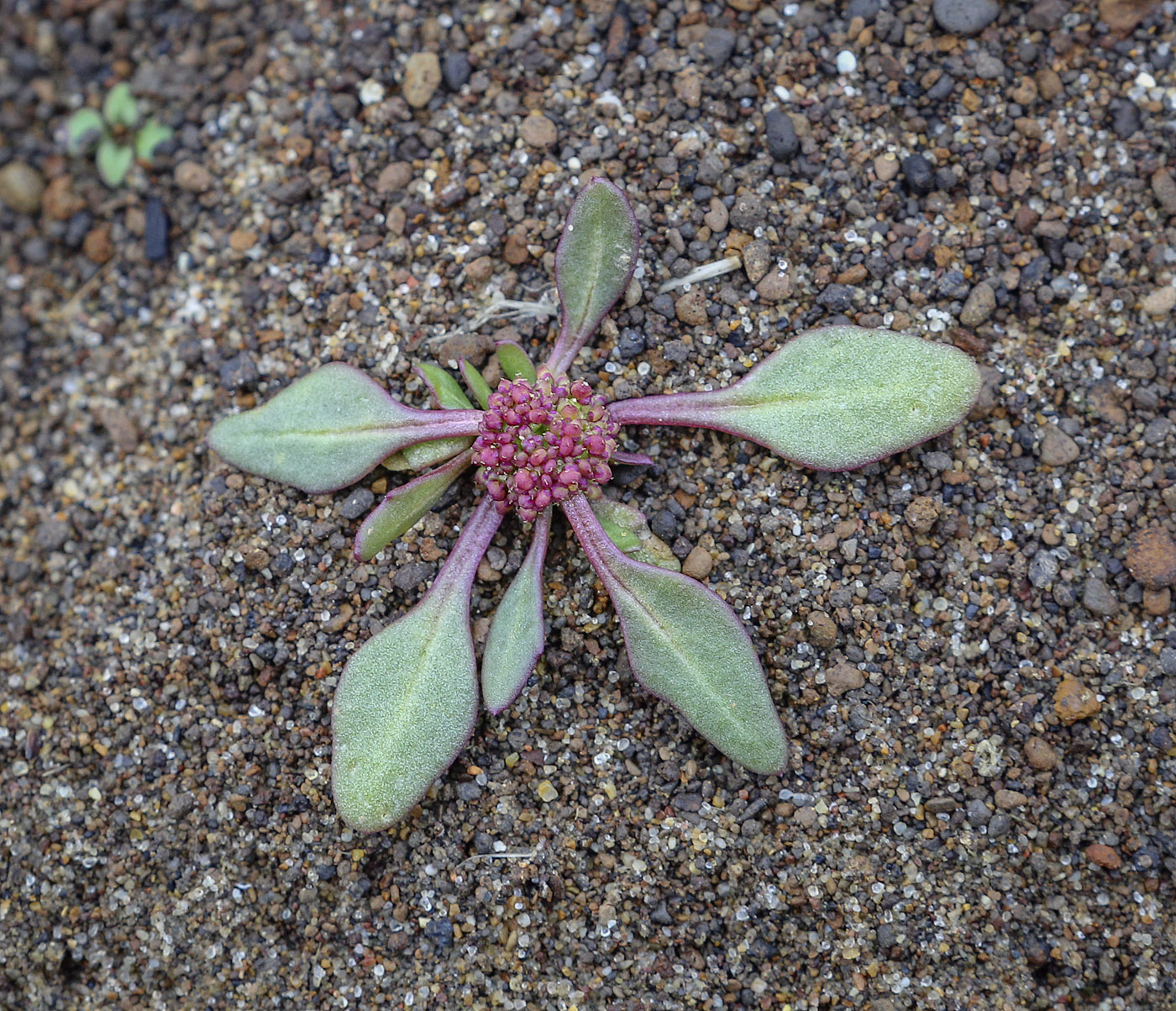 Image of Oxybasis rubra specimen.