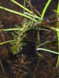 Myriophyllum verticillatum. Генеративный побег с женскими цветками. Магаданская обл., Ольский р-н, Клепкинская трасса, бассейн р. Танон, Танонская тундра, небольшое озеро. 21.08.2021.