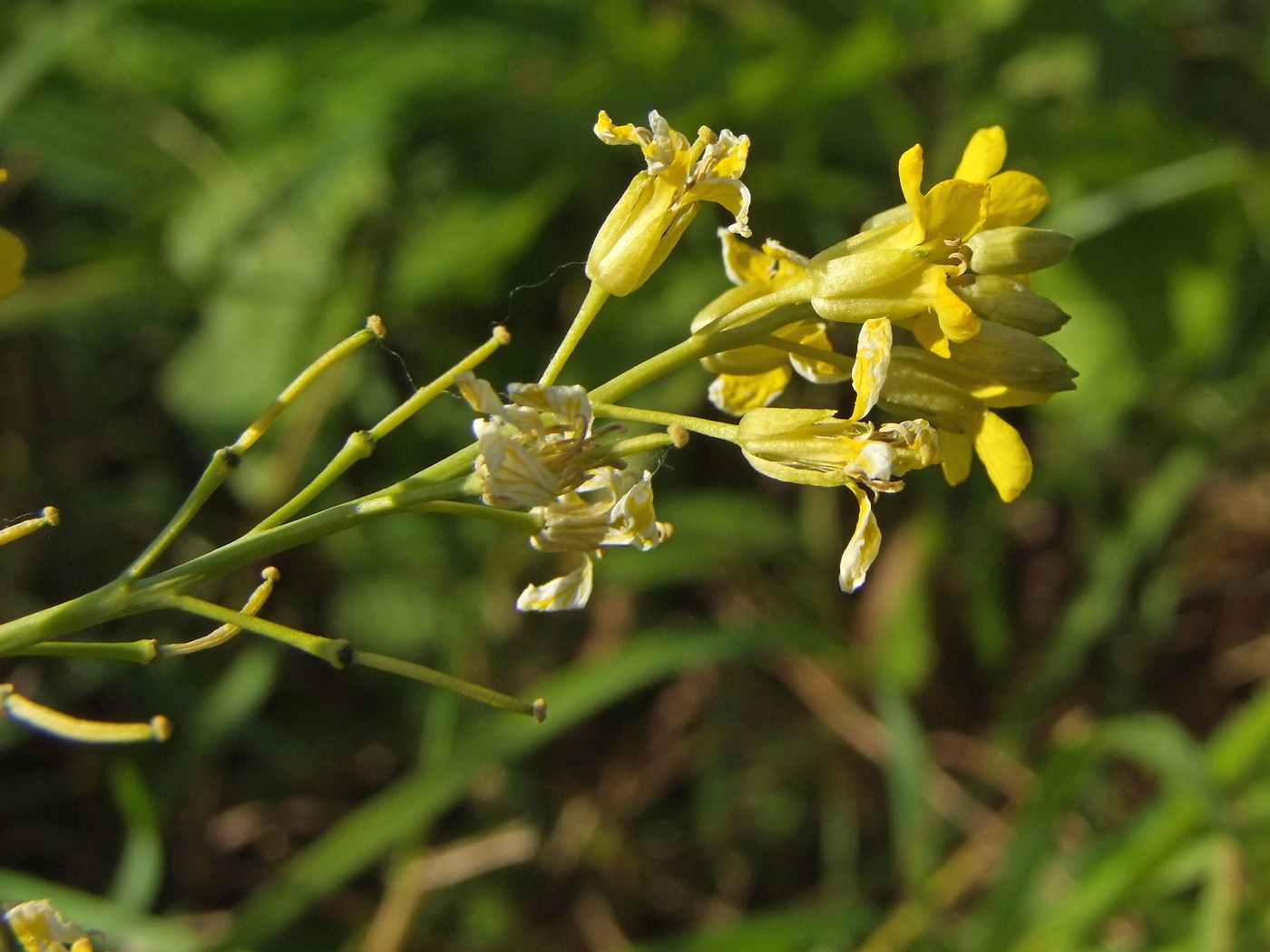 Image of Sisymbrium volgense specimen.