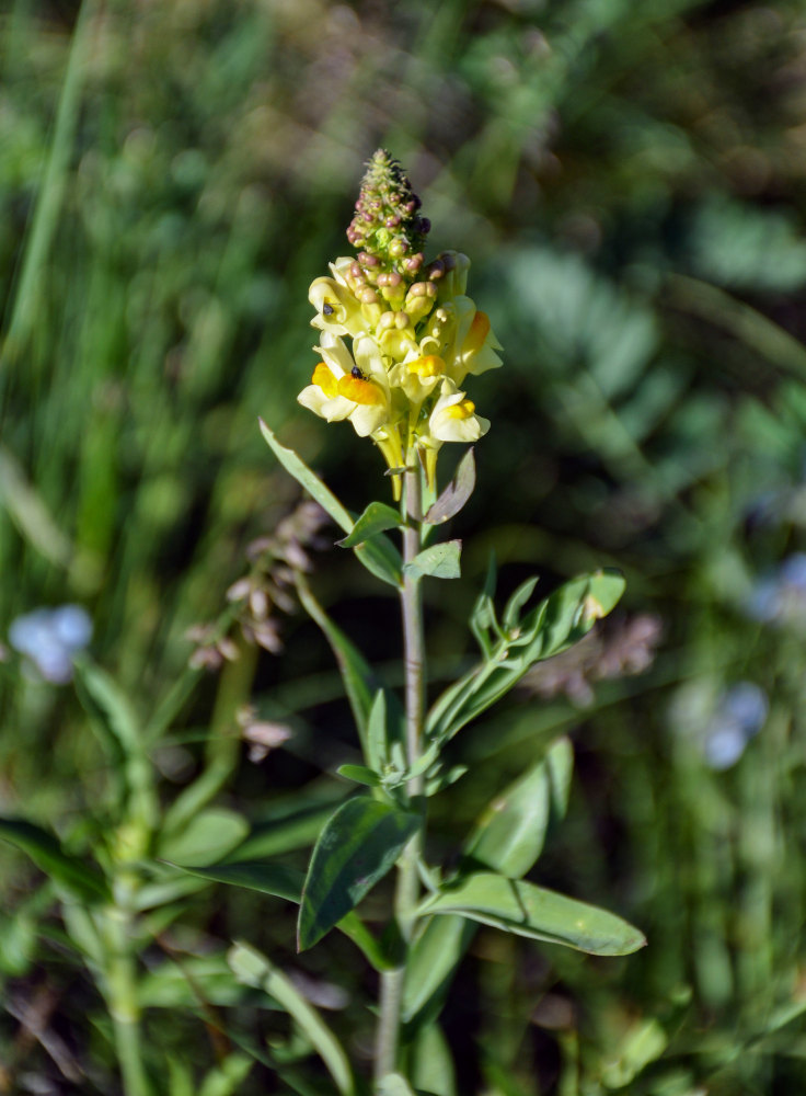 Изображение особи Linaria acutiloba.