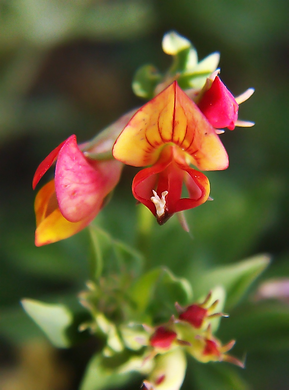 Image of Lotus sergievskiae specimen.