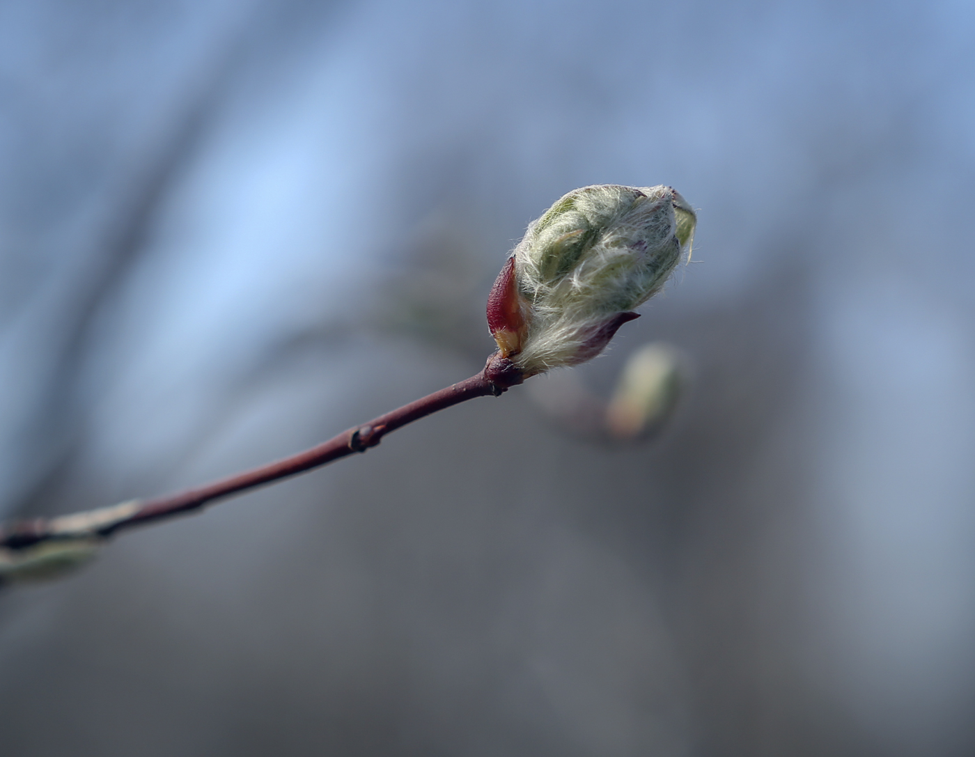 Image of Amelanchier spicata specimen.