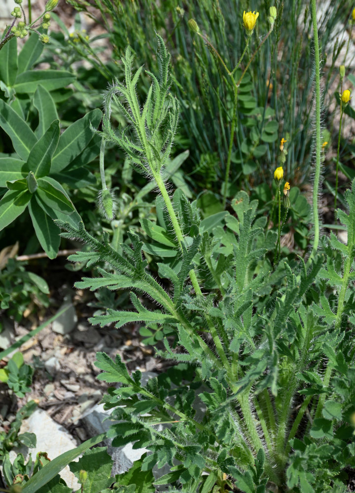 Image of genus Papaver specimen.