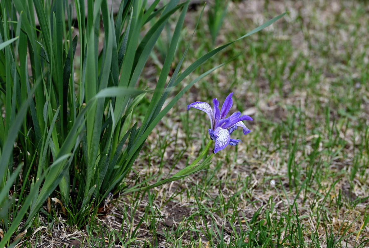 Изображение особи Iris biglumis.