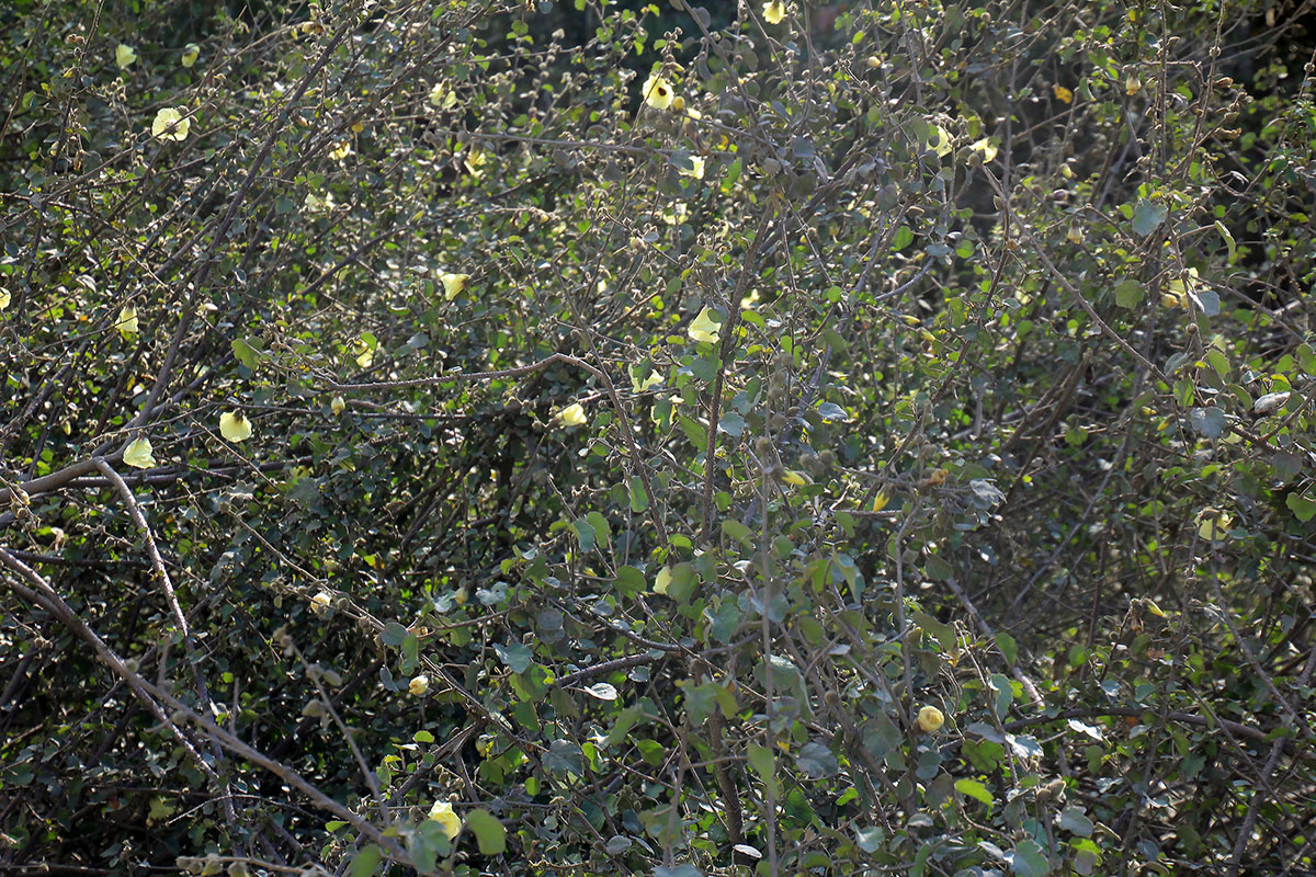 Изображение особи семейство Malvaceae.