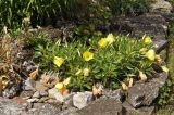 Oenothera macrocarpa