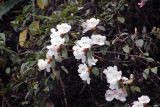 Rhododendron edgeworthii. Ветви с соцветиями. Бутан, дзонгхаг Монгар, национальный парк \"Phrumsengla\". 05.05.2019.