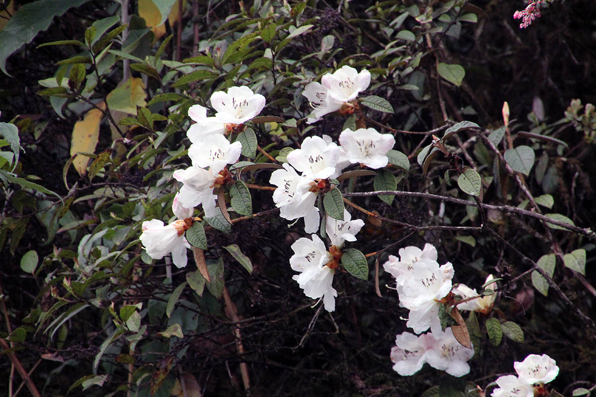 Изображение особи Rhododendron edgeworthii.