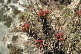 Rhodiola himalensis