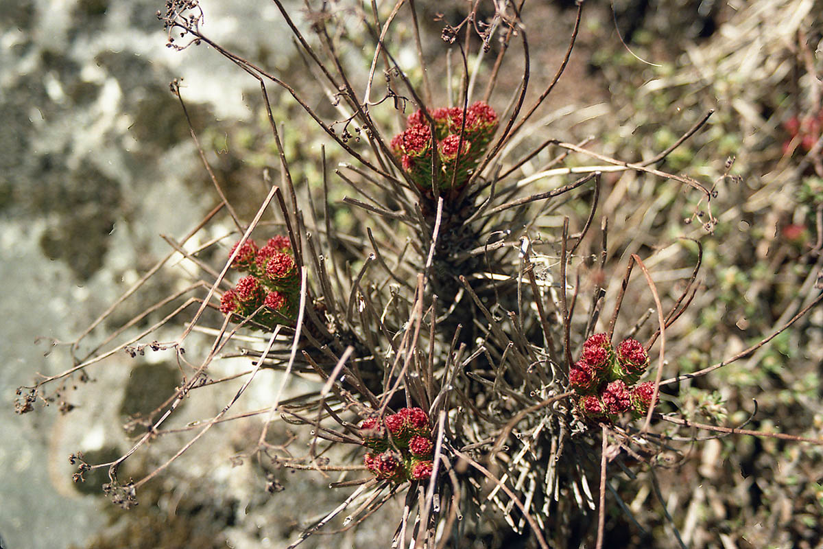 Изображение особи Rhodiola himalensis.