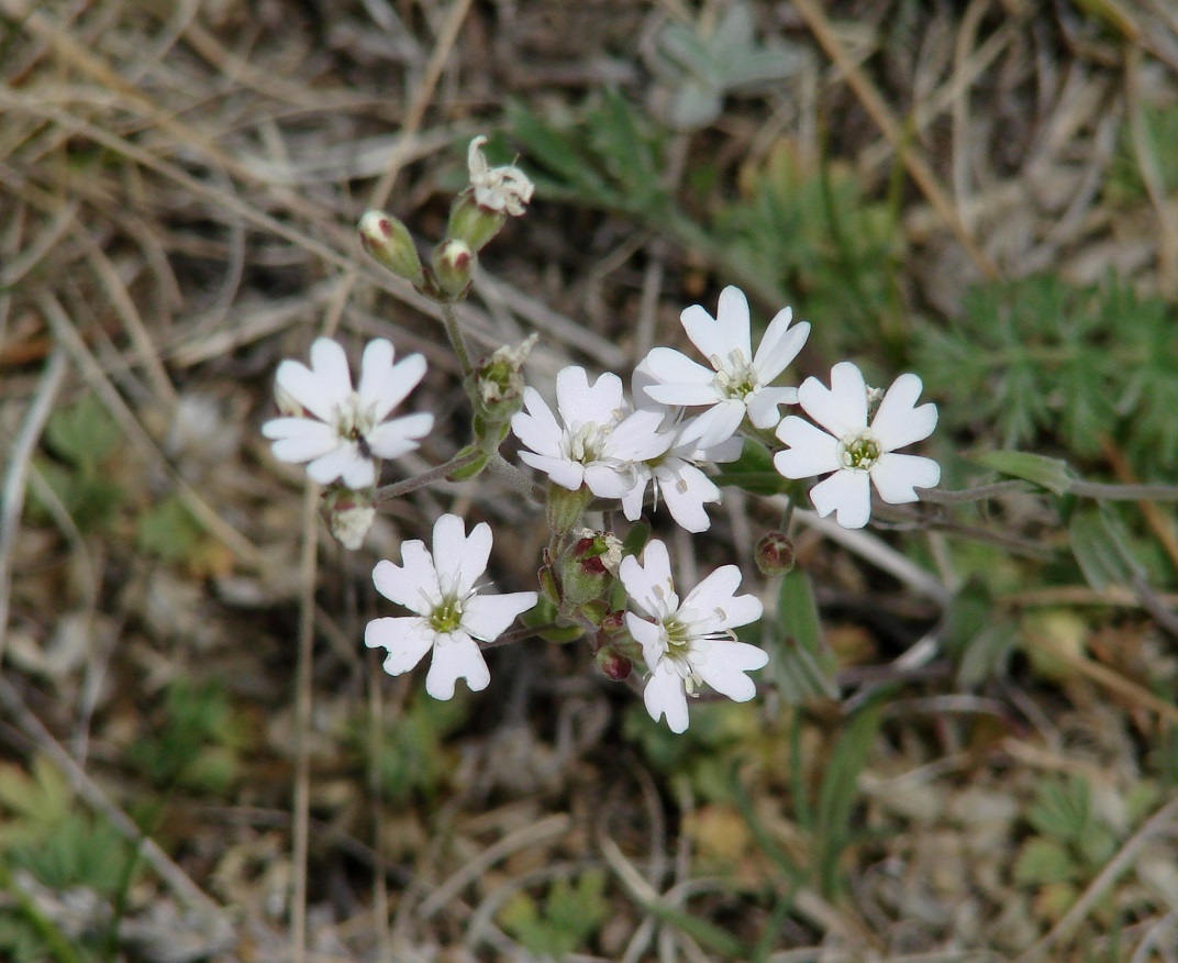 Image of Lychnis sibirica specimen.