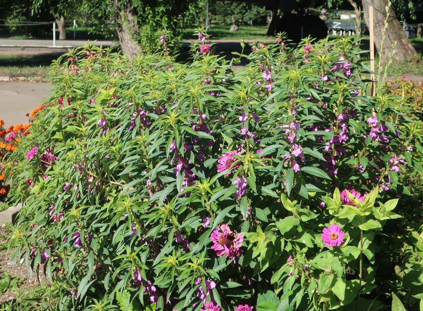 Image of Impatiens balsamina specimen.