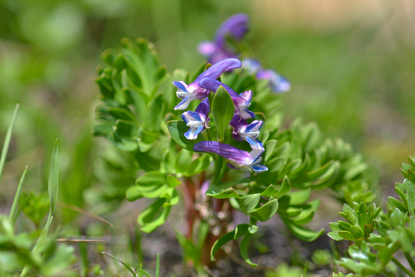 Image of Corydalis conorhiza specimen.