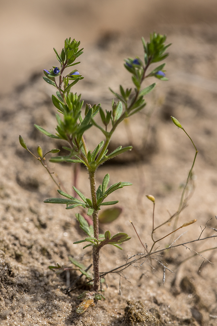 Image of Veronica dillenii specimen.