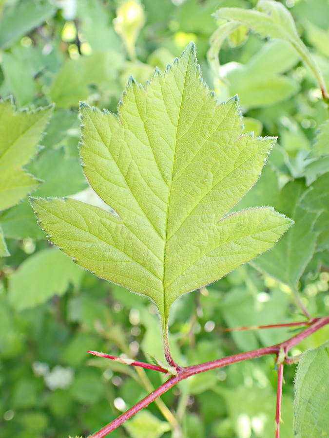 Изображение особи Crataegus maximowiczii.