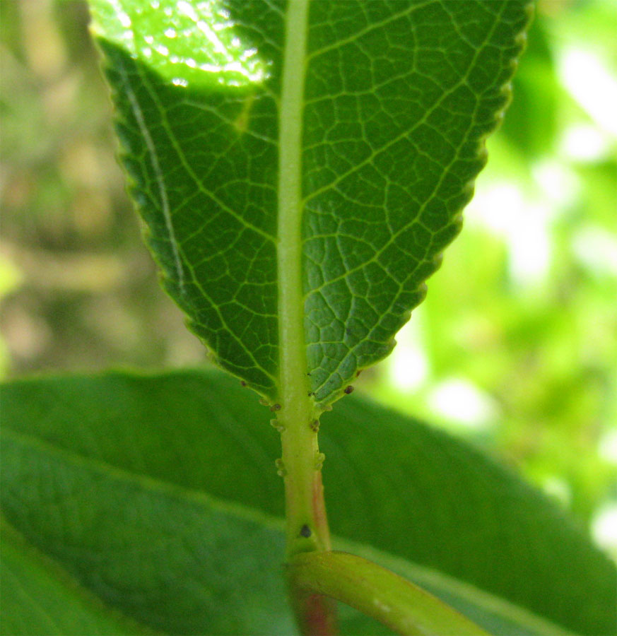 Image of Salix pentandra specimen.