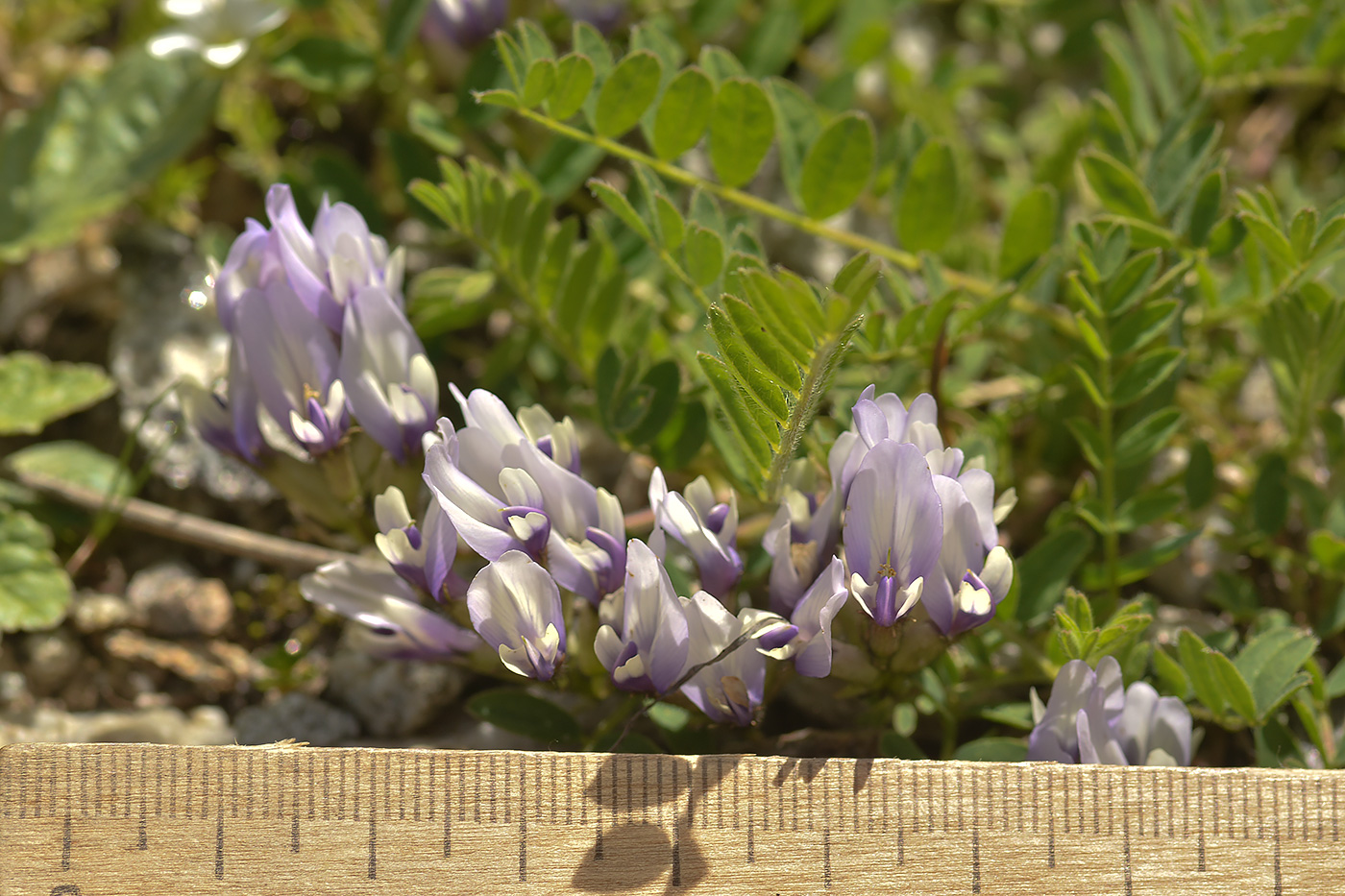 Изображение особи Astragalus oreades.